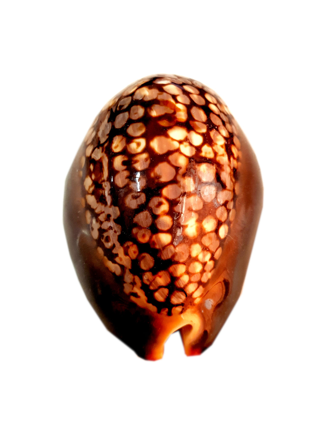 Buzio de Marron Gigante Aprox. 7,5 x 5 cm