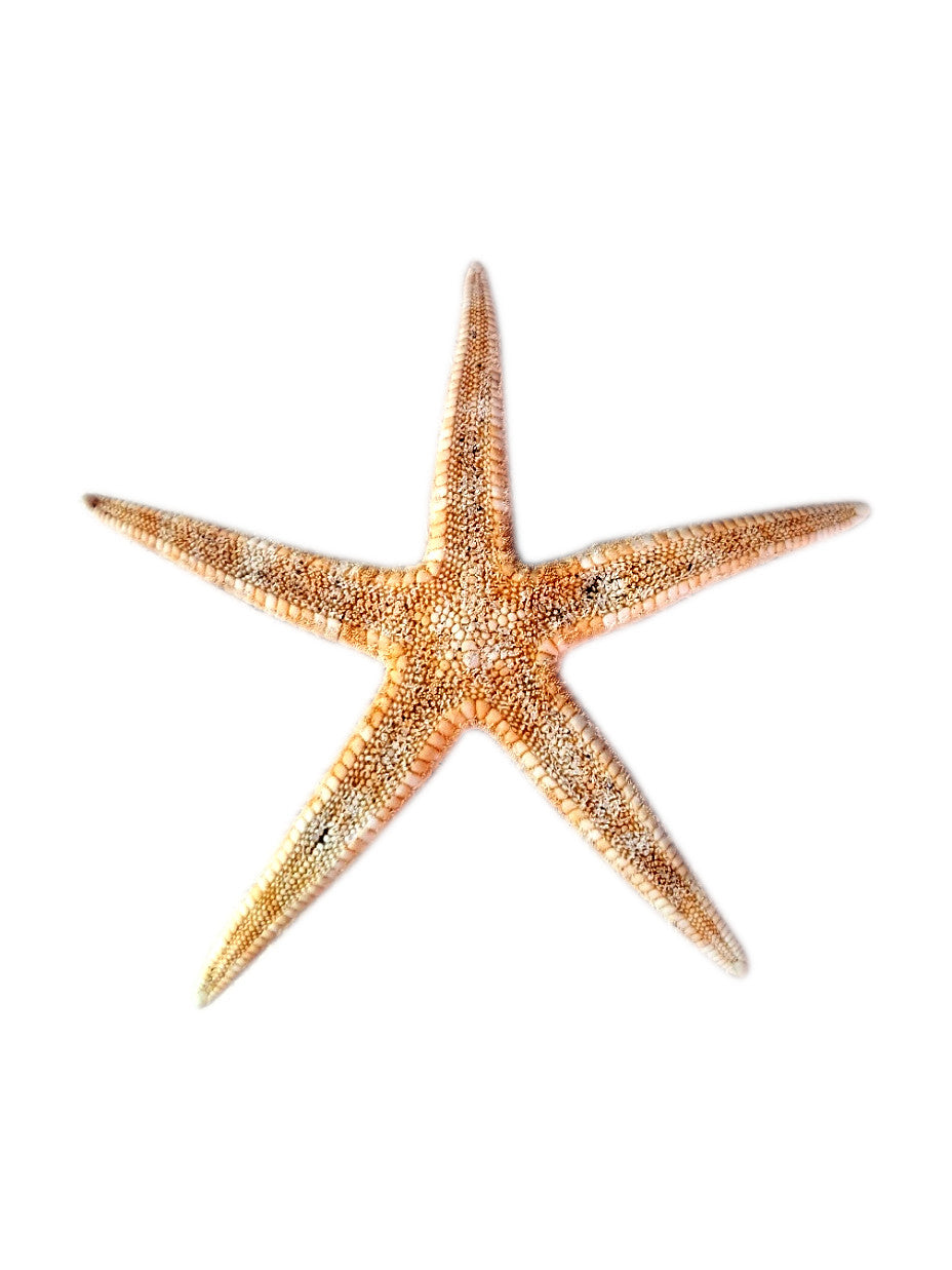 Estrela do Mar (Tamanho Aproximado 8cm)
