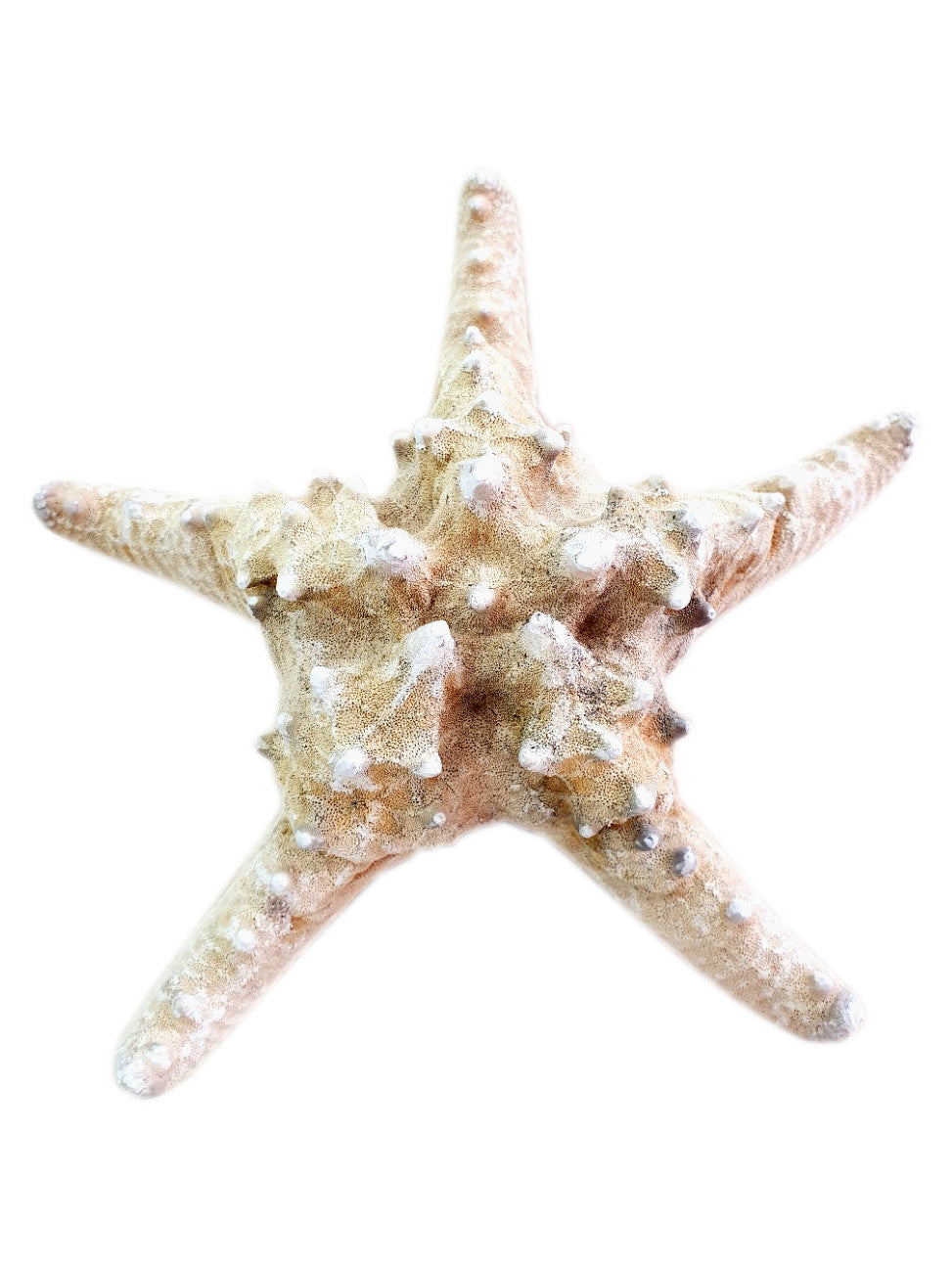 Estrela do Mar Gigante (Aproximadamente 24 cm)